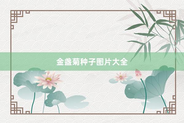 金盏菊种子图片大全